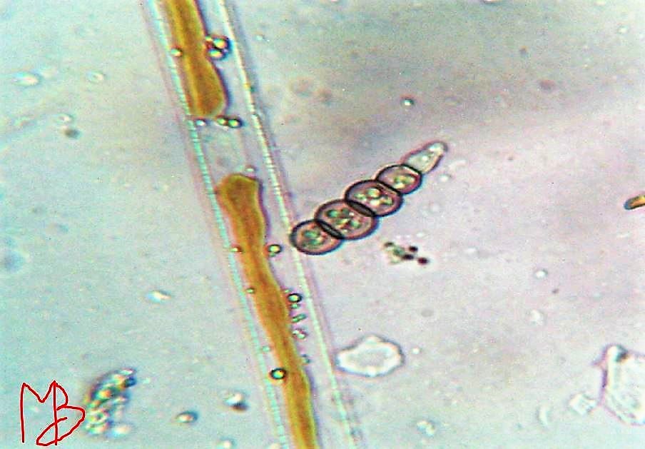 identificazione grazie:protisia, alga o fungo?